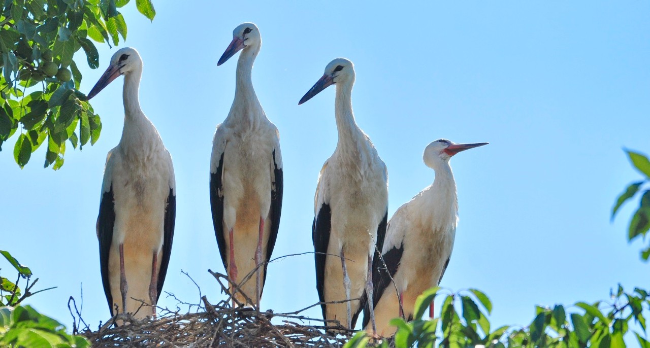 Four stork  chicks in their nest
